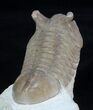 Asaphus Punctatus Trilobite - Exposted Hypostome #89054-3